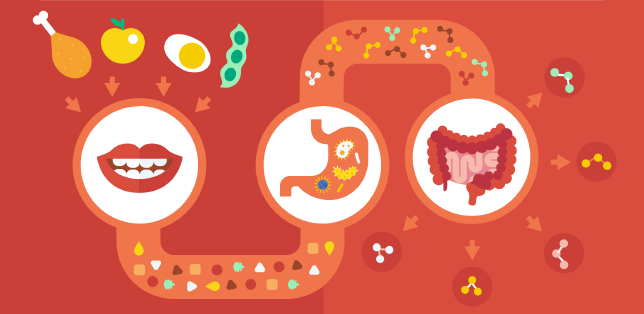 Gut health and digestion